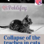 Collapse of the trachea in cats: symptoms, causes and treatment