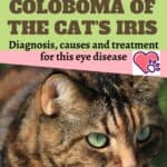Coloboma-of-the-cats-iris-diagnosis-causes-and-treatment-for-this-eye-disease-1a