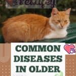 Common diseases in older cats