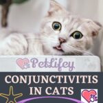 Conjunctivitis in cats: causes, symptoms and remedies