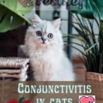 Conjunctivitis in cats: symptoms, causes, treatment