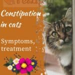 Constipation in cats: symptoms, treatment