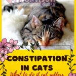 Constipation in cats: what to do if cat suffers from constipation