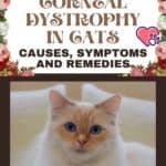 Corneal dystrophy in cats: causes, symptoms and remedies