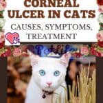 Corneal ulcer in cats: causes, symptoms, treatment