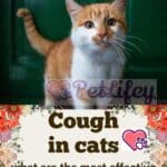 Cough-in-cats-what-are-the-most-effective-natural-remedies-1a