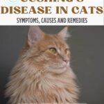 Cushing's disease in cats: symptoms, causes and remedies