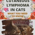 Cutaneous lymphoma in cats: what you need to know