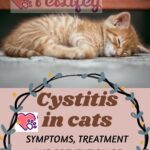 Cystitis in cats: symptoms, treatment and prevention of urinary infection