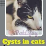 Cysts in cats: types, causes, symptoms and remedies