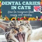 Dental caries in cats: how to recognize them, causes and remedies