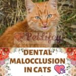 Dental-malocclusion-in-cats-signs-causes-and-remedies-for-this-anomaly-of-the-teeth-1a