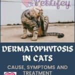 Dermatophytosis in cats: cause, symptoms and treatment