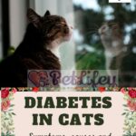 Diabetes-in-cats-symptoms-causes-and-how-to-take-care-of-it-1a