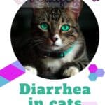 Diarrhea in cats: symptoms, types, remidies