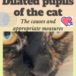 Dilated pupils of the cat: the causes and appropriate measures
