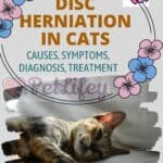 Disc-herniation-in-cats-causes-symptoms-diagnosis-treatment-1a