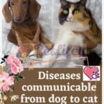 Diseases-communicable-from-dog-to-cat-and-vice-versa-1a
