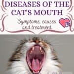 Diseases of the cat's mouth: symptoms, causes and treatment