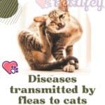 Diseases transmitted by fleas to cats: symptoms, treatment and prevention