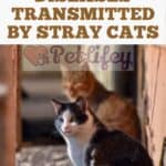 Diseases-transmitted-by-stray-cats-1a