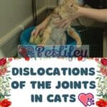 Dislocations of the joints in cats: symptoms, causes, remedies