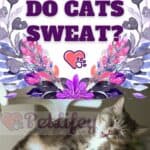 Do cats sweat?