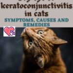 Dry eye or keratoconjunctivitis in cats: symptoms, causes and remedies