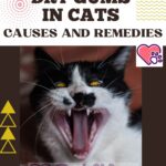 Dry gums in cats: causes and remedies