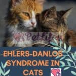 Ehlers-Danlos syndrome in cats: causes, symptoms, treatment