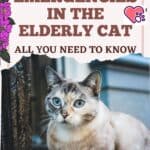 Emergencies-in-the-Elderly-Cat-all-you-need-to-know-1a