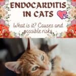 Endocarditis in Cats: what is it? Causes and possible risks