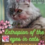Entropion of the eyes in cats: how to recognize and treat  it