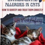 Environmental allergies in cats: how to identify and treat them correctly