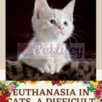 Euthanasia in Cats, a difficult decision