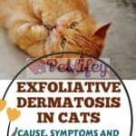 Exfoliative dermatosis in cats: cause, symptoms and treatment