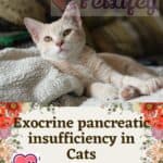 Exocrine-pancreatic-insufficiency-in-Cats-causes-symptoms-and-treatment-1a
