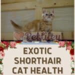 Exotic Shorthair Cat health: common diseases of the breed