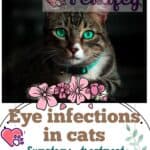 Eye infections in cats: symptoms, treatment and remedies