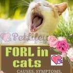 FORL-in-cats-causes-symptoms-diagnosis-and-treatment-1a