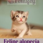 Feline alopecia: causes, symptoms and treatment
