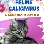 Feline calicivirus, a dangerous cat flu