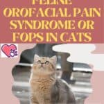 Feline-orofacial-pain-syndrome-or-FOPS-in-cats-1a