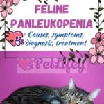 Feline panleukopenia: causes, symptoms, diagnosis, treatment