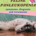 Feline-panleukopenia-symptoms-diagnosis-and-treatments-1a