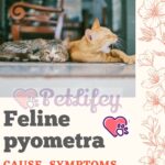 Feline pyometra: cause, symptoms, and treatment