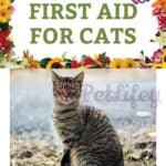 First aid for cats
