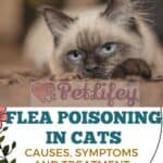 Flea-poisoning-in-Cats-causes-symptoms-and-treatment-1a