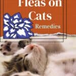 Fleas on Cats: remedies