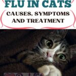 Flu-in-cats-causes-symptoms-and-treatment-1a